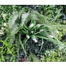 First Lawn Minerva Living Wall Panel 1 x 1m