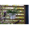 Forest Slatted Wall Planter 1 Shelf 1800 x 600 x 35mm