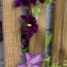 Forest Pressure Treated Vertical Slatted Screen 1ft x 6ft (0.3m x 1.8m) Pack of 3