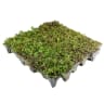 Sedum GrufeTile Green Roof Kit