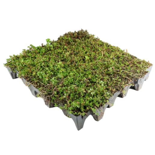 Sedum GrufeTile Green Roof Kit